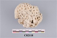 藏品(珊瑚化石)的圖片